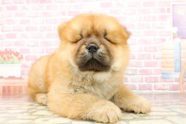 埼玉県のチャウチャウ (Coo&RIKU川越店/2025年4月23日生まれ/男の子/レッド)の子犬の3枚目の画像
