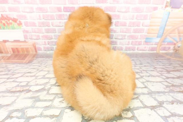 埼玉県のチャウチャウ (Coo&RIKU川越店/2025年4月23日生まれ/男の子/レッド)の子犬の4枚目の画像