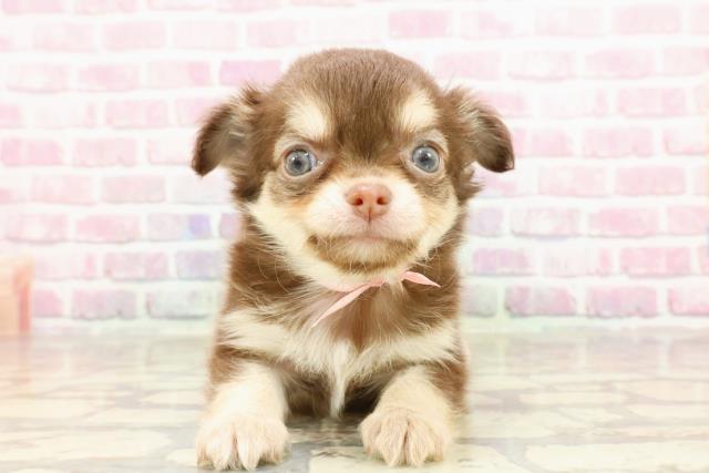 東京都のチワワ(ロング) (Coo&RIKU下北沢店/2025年4月22日生まれ/女の子/チョコレートタン)の子犬