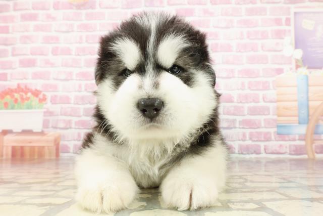 東京都のハーフ犬・ミックス犬 (Coo&RIKU東久留米店/2025年4月19日生まれ/男の子/ブラックホワイト)の子犬