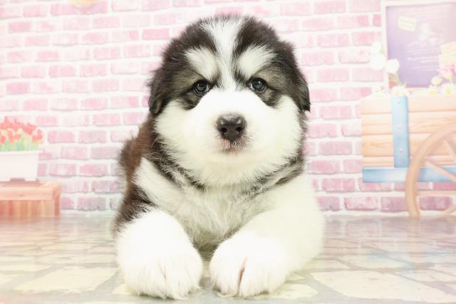群馬県のハーフ犬・ミックス犬 (Coo&RIKU前橋店/2025年4月19日生まれ/女の子/ブラックホワイト)の子犬の1枚目の画像