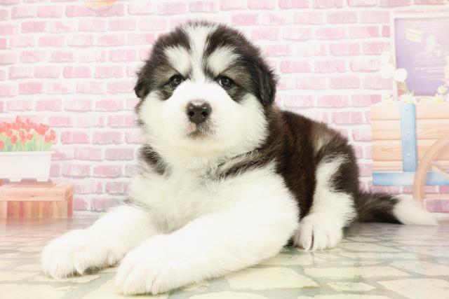 群馬県のハーフ犬・ミックス犬 (Coo&RIKU前橋店/2025年4月19日生まれ/女の子/ブラックホワイト)の子犬の2枚目の画像