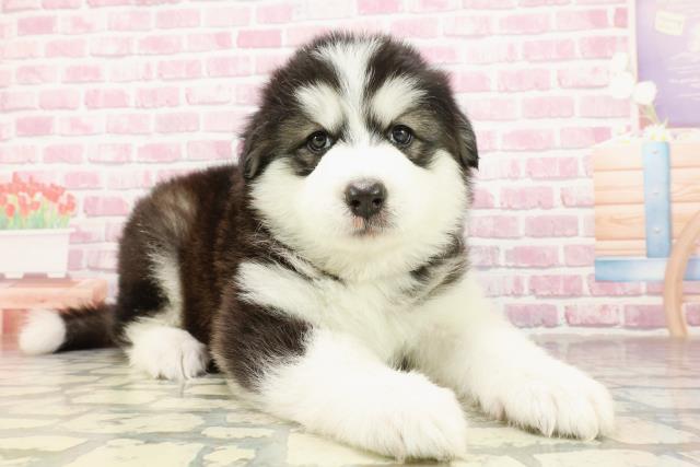 群馬県のハーフ犬・ミックス犬 (Coo&RIKU前橋店/2025年4月19日生まれ/女の子/ブラックホワイト)の子犬の3枚目の画像
