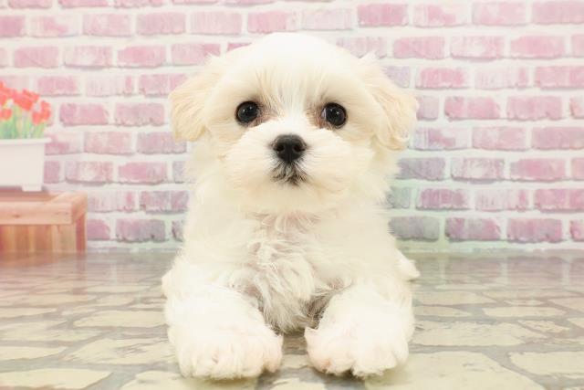 埼玉県のマルチーズ (Coo&RIKU所沢店/2025年4月15日生まれ/女の子/ホワイト)の子犬