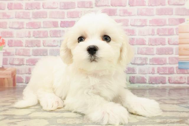 静岡県のマルチーズ (Coo&RIKU掛川店/2025年4月13日生まれ/女の子/ホワイト)の子犬の3枚目の画像