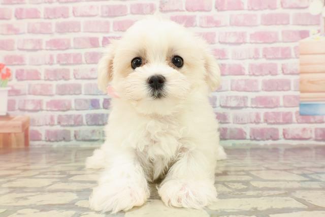 静岡県のマルチーズ (Coo&RIKU静岡SBS通り店/2025年4月13日生まれ/女の子/ホワイト)の子犬の1枚目の画像