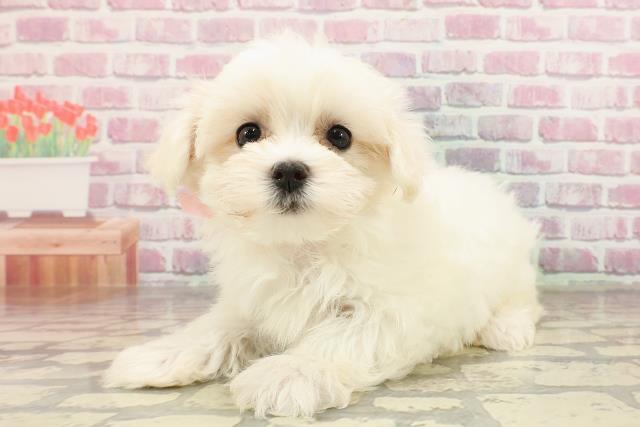 静岡県のマルチーズ (Coo&RIKU静岡SBS通り店/2025年4月13日生まれ/女の子/ホワイト)の子犬の2枚目の画像