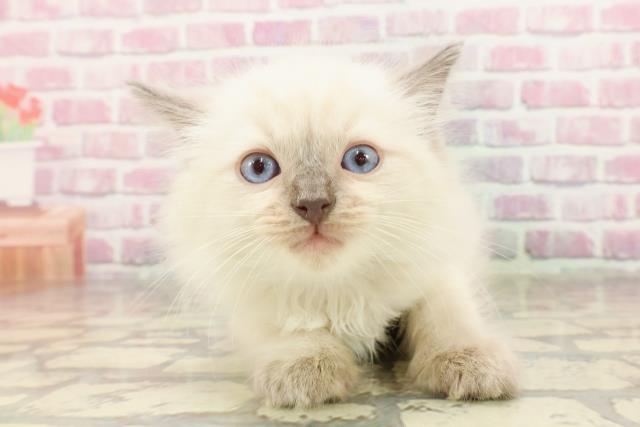 福島県のラグドール (Coo&RIKUいわき店/2025年4月22日生まれ/男の子/ブルーポイント)の子猫の1枚目の画像