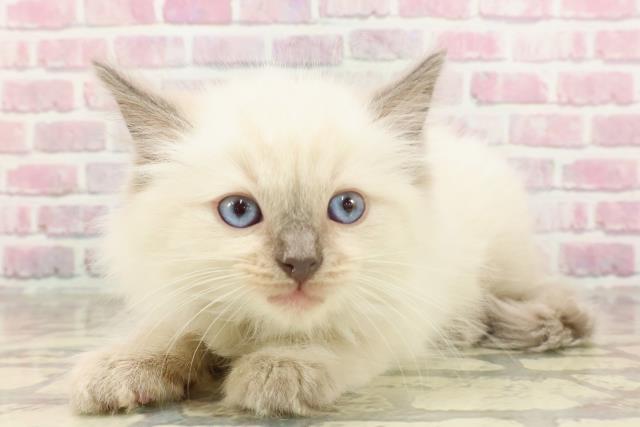 福島県のラグドール (Coo&RIKUいわき店/2025年4月22日生まれ/男の子/ブルーポイント)の子猫の2枚目の画像