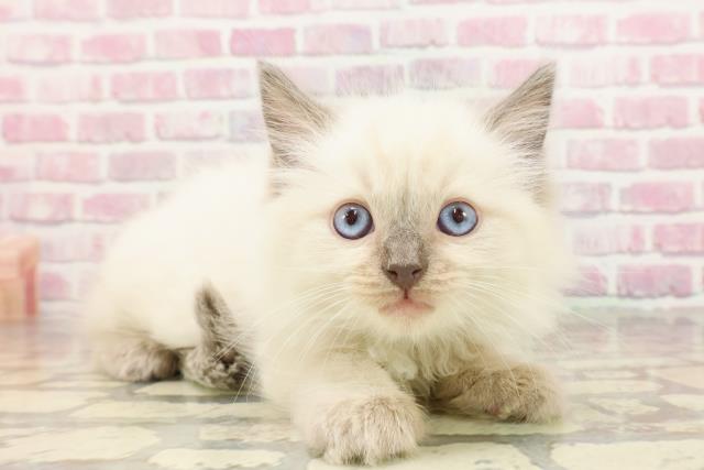 福島県のラグドール (Coo&RIKUいわき店/2025年4月22日生まれ/男の子/ブルーポイント)の子猫の3枚目の画像