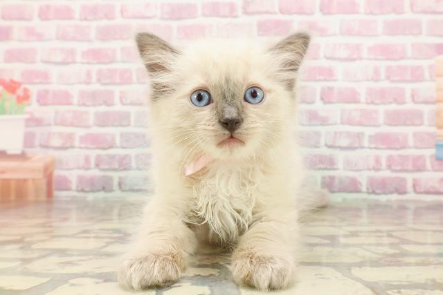 埼玉県のラグドール (Coo&RIKU草加バイパス店/2025年4月22日生まれ/女の子/ブルーポイント)の子猫の1枚目の画像