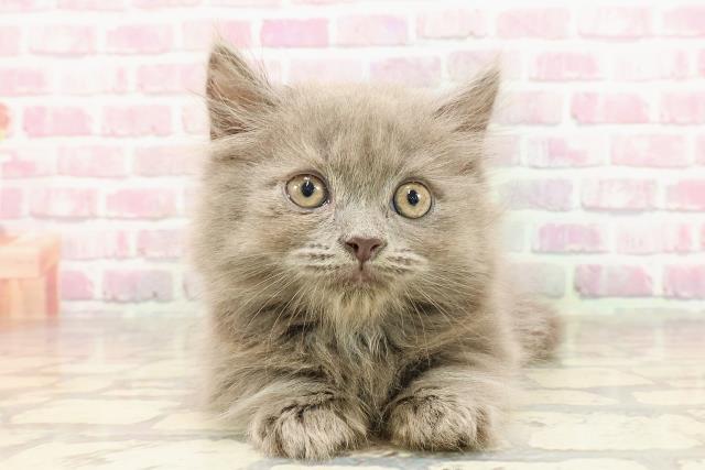 東京都のマンチカン (Coo&RIKU池袋西口店/2025年4月23日生まれ/男の子/ブルー)の子猫の1枚目の画像