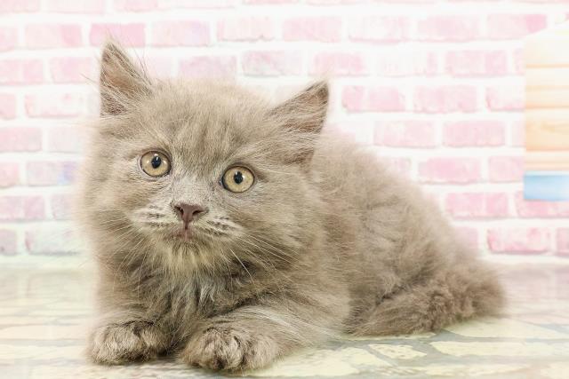 東京都のマンチカン (Coo&RIKU池袋西口店/2025年4月23日生まれ/男の子/ブルー)の子猫の2枚目の画像