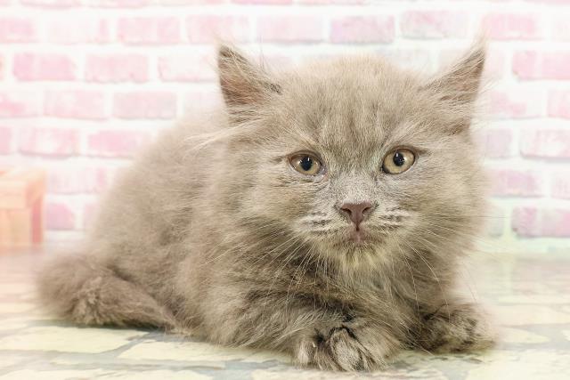 東京都のマンチカン (Coo&RIKU池袋西口店/2025年4月23日生まれ/男の子/ブルー)の子猫の3枚目の画像