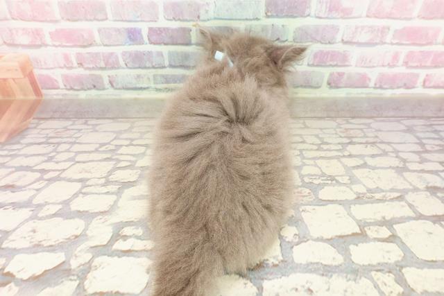 東京都のマンチカン (Coo&RIKU池袋西口店/2025年4月23日生まれ/男の子/ブルー)の子猫の4枚目の画像