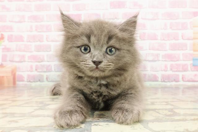 東京都のサイベリアン (Coo&RIKU赤坂店/2025年4月22日生まれ/男の子/ブルー)の子猫