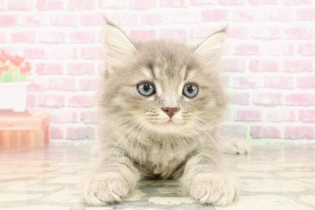 東京都のサイベリアン (Coo&RIKU武蔵小山店/2025年4月22日生まれ/男の子/ブルータビー)の子猫