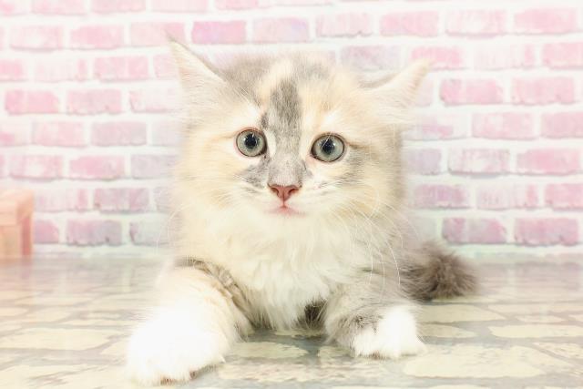 静岡県のサイベリアン (Coo&RIKU沼津店/2025年4月20日生まれ/女の子/ダイリュートキャリコ)の子猫の1枚目の画像