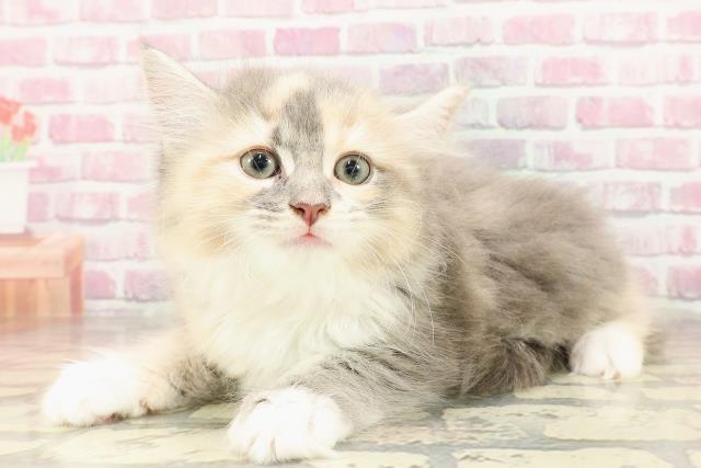 静岡県のサイベリアン (Coo&RIKU沼津店/2025年4月20日生まれ/女の子/ダイリュートキャリコ)の子猫の2枚目の画像
