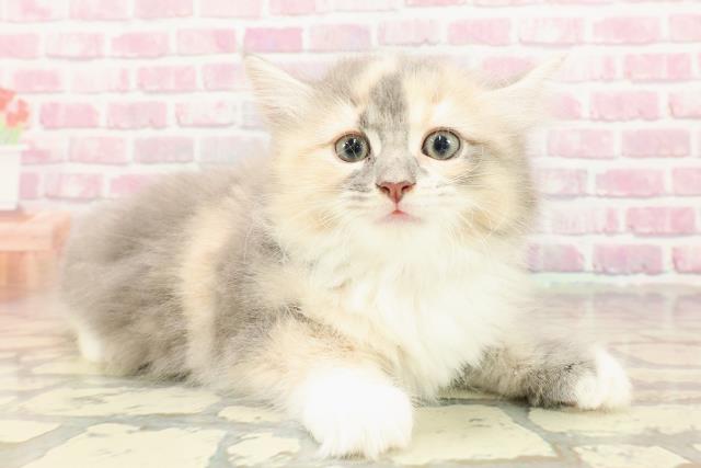 静岡県のサイベリアン (Coo&RIKU沼津店/2025年4月20日生まれ/女の子/ダイリュートキャリコ)の子猫の3枚目の画像