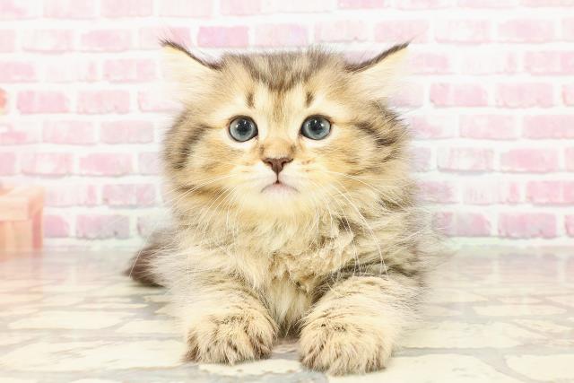 東京都のサイベリアン (Coo&RIKU池袋西口店/2025年4月20日生まれ/男の子/ブラウンタビー)の子猫