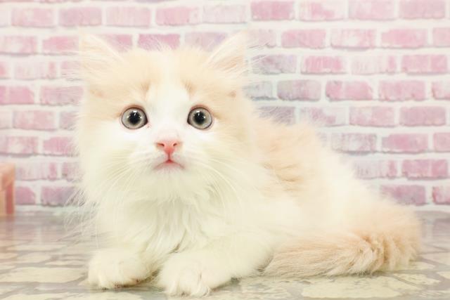 宮城県のサイベリアン (Coo&RIKU仙台太白店/2025年4月19日生まれ/男の子/クリームタビーホワイト)の子猫の2枚目の画像