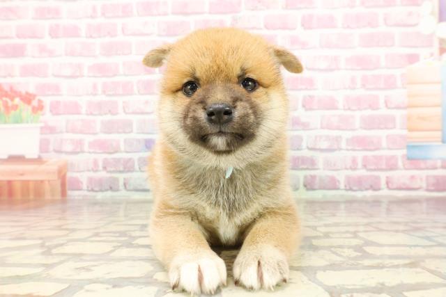 埼玉県の柴犬(標準サイズ) (Coo&RIKUアニマルケアセンター大宮/2025年4月23日生まれ/男の子/赤)の子犬