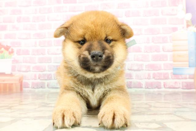 埼玉県の柴犬(標準サイズ) (Coo&RIKUアニマルケアセンター大宮/2025年4月23日生まれ/男の子/赤)の子犬