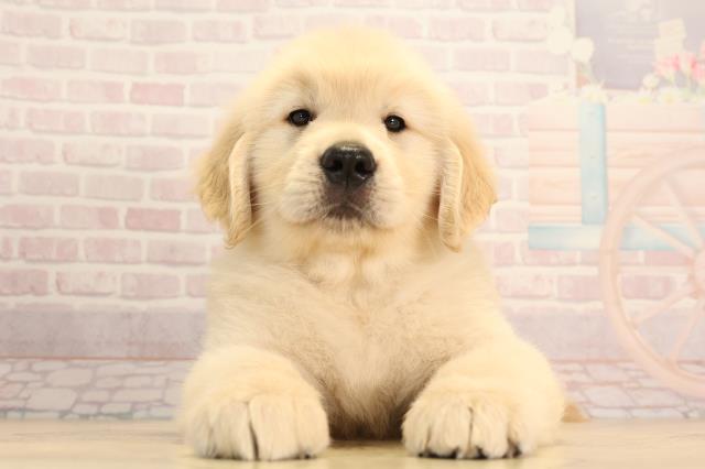 静岡県のゴールデンレトリバー (Coo&RIKU掛川店/2025年4月23日生まれ/男の子/ゴールデン)の子犬の1枚目の画像