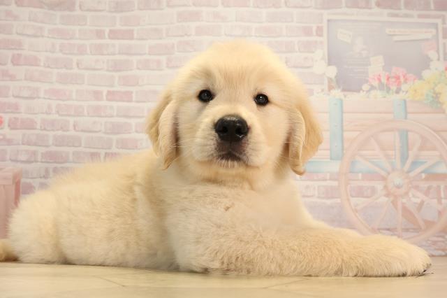 静岡県のゴールデンレトリバー (Coo&RIKU掛川店/2025年4月23日生まれ/男の子/ゴールデン)の子犬の2枚目の画像