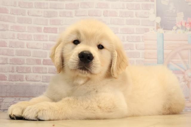 静岡県のゴールデンレトリバー (Coo&RIKU掛川店/2025年4月23日生まれ/男の子/ゴールデン)の子犬の3枚目の画像