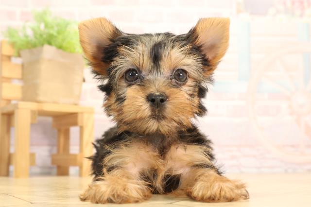 岐阜県のヨークシャーテリア (Coo&RIKU岐南店/2025年4月22日生まれ/男の子/スチールブルータン)の子犬の1枚目の画像