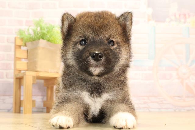 柴犬