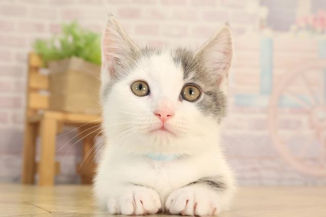 静岡県のマンチカン (Coo&RIKU掛川店/2025年4月20日生まれ/男の子/ブルータビーホワイト)の子猫の1枚目の画像