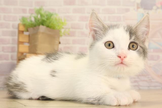 静岡県のマンチカン (Coo&RIKU掛川店/2025年4月20日生まれ/男の子/ブルータビーホワイト)の子猫の2枚目の画像