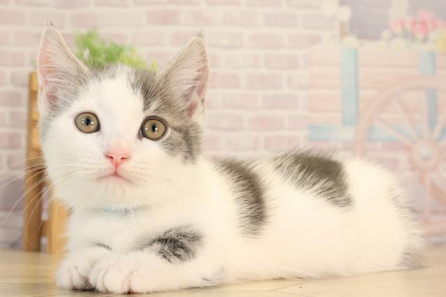 静岡県のマンチカン (Coo&RIKU掛川店/2025年4月20日生まれ/男の子/ブルータビーホワイト)の子猫の3枚目の画像
