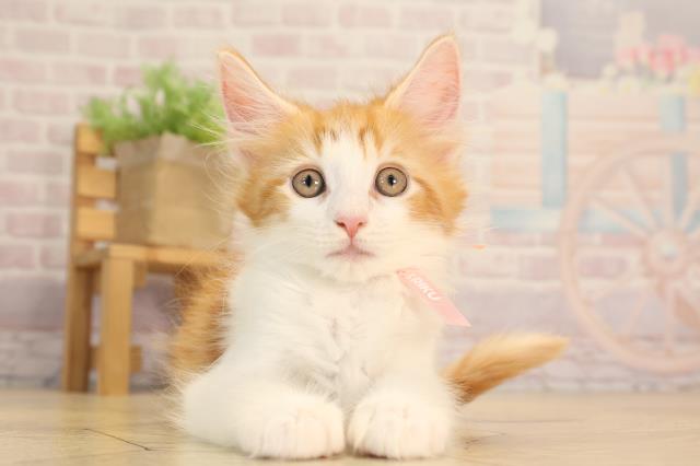 愛知県のメインクーン (Coo&RIKU春日井店/2025年4月16日生まれ/女の子/レッドタビーホワイト)の子猫の1枚目の画像