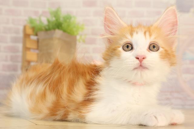 愛知県のメインクーン (Coo&RIKU春日井店/2025年4月16日生まれ/女の子/レッドタビーホワイト)の子猫の2枚目の画像