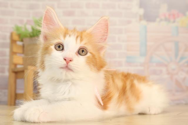 愛知県のメインクーン (Coo&RIKU春日井店/2025年4月16日生まれ/女の子/レッドタビーホワイト)の子猫の3枚目の画像