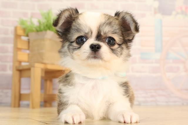 岐阜県のチワワ(ロング) (Coo&RIKU岐南店/2025年4月20日生まれ/男の子/レッドホワイト)の子犬
