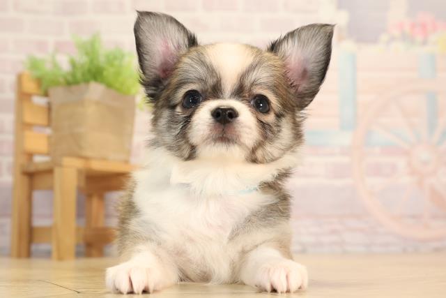 静岡県のチワワ(ロング) (Coo&RIKU藤枝店/2025年4月20日生まれ/男の子/フォーンホワイト)の子犬