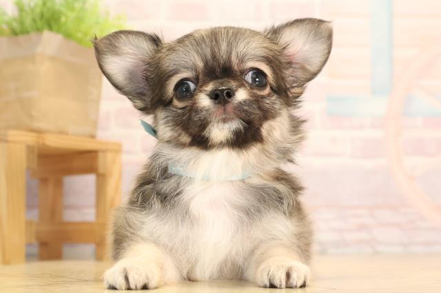 岐阜県のチワワ(ロング) (Coo&RIKU各務原店/2025年4月20日生まれ/男の子/フォーン)の子犬