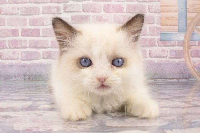 大阪府のラグドール (Coo&RIKU東大阪店/2025年4月21日生まれ/男の子/シールポイントバイカラー)の子猫の1枚目の画像