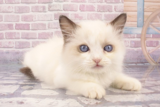 大阪府のラグドール (Coo&RIKU東大阪店/2025年4月21日生まれ/男の子/シールポイントバイカラー)の子猫の2枚目の画像