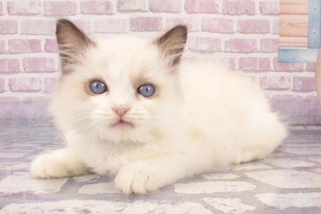 大阪府のラグドール (Coo&RIKU東大阪店/2025年4月21日生まれ/男の子/シールポイントバイカラー)の子猫の3枚目の画像
