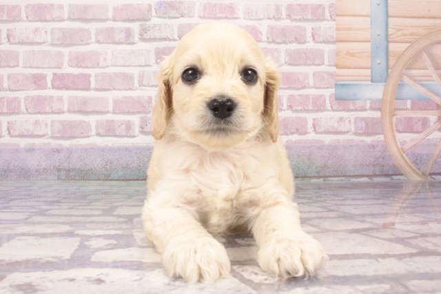 大阪府のハーフ犬・ミックス犬 (Coo&RIKU城東古市店/2025年4月24日生まれ/男の子/シルバーバフ)の子犬