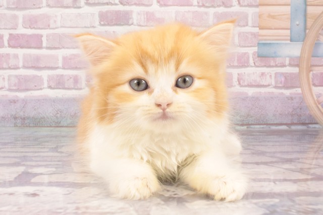 兵庫県のマンチカン (Coo&RIKU神戸三宮店/2025年4月22日生まれ/女の子/レッドタビーホワイト)の子猫の1枚目の画像