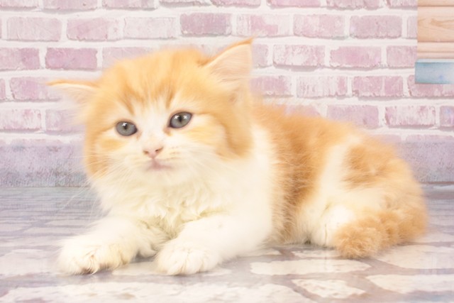 兵庫県のマンチカン (Coo&RIKU神戸三宮店/2025年4月22日生まれ/女の子/レッドタビーホワイト)の子猫の3枚目の画像