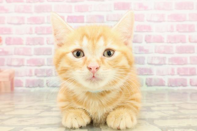 東京都のマンチカン (Coo&RIKU浅草店/2025年4月22日生まれ/男の子/レッドタビー)の子猫の1枚目の画像