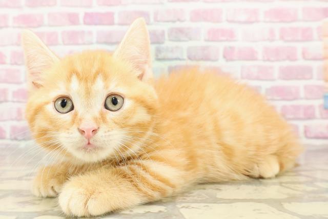 東京都のマンチカン (Coo&RIKU浅草店/2025年4月22日生まれ/男の子/レッドタビー)の子猫の2枚目の画像